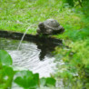Ubbink Wasserspeier Schildkröte