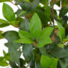 Künstliche Pflanze Lorbeerbaum mit Topf Grün 150 cm