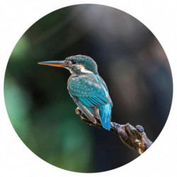 WallArt Fototapete The Kingfisher Rund 190 cm