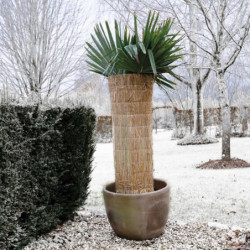 Nature Winterschutz Reisstrohmatte 1 x 1,5 m  6030105