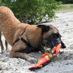 Hozies Sammy Stripes aus Feuerwehrschlauch