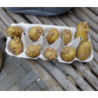 Nature Pflanzsack für Kartoffel 37 L Anthrazit