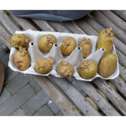 Nature Pflanzsack für Kartoffel 37 L Beige