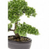 Emerald Kunstpflanze Bonsai Mini-Ficus Grün 32 cm 420002